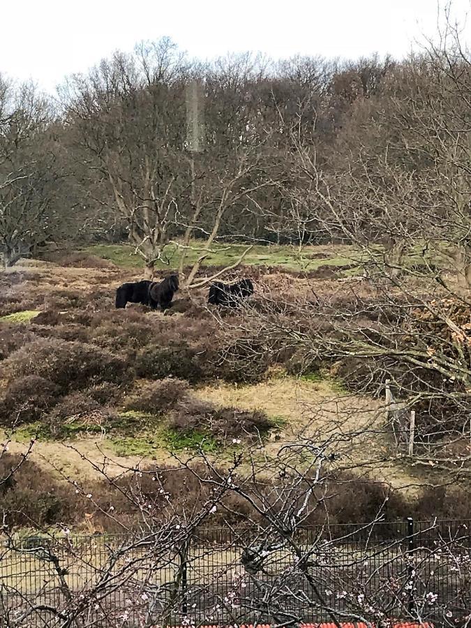 B&B Ereprijs Den Haag Bagian luar foto