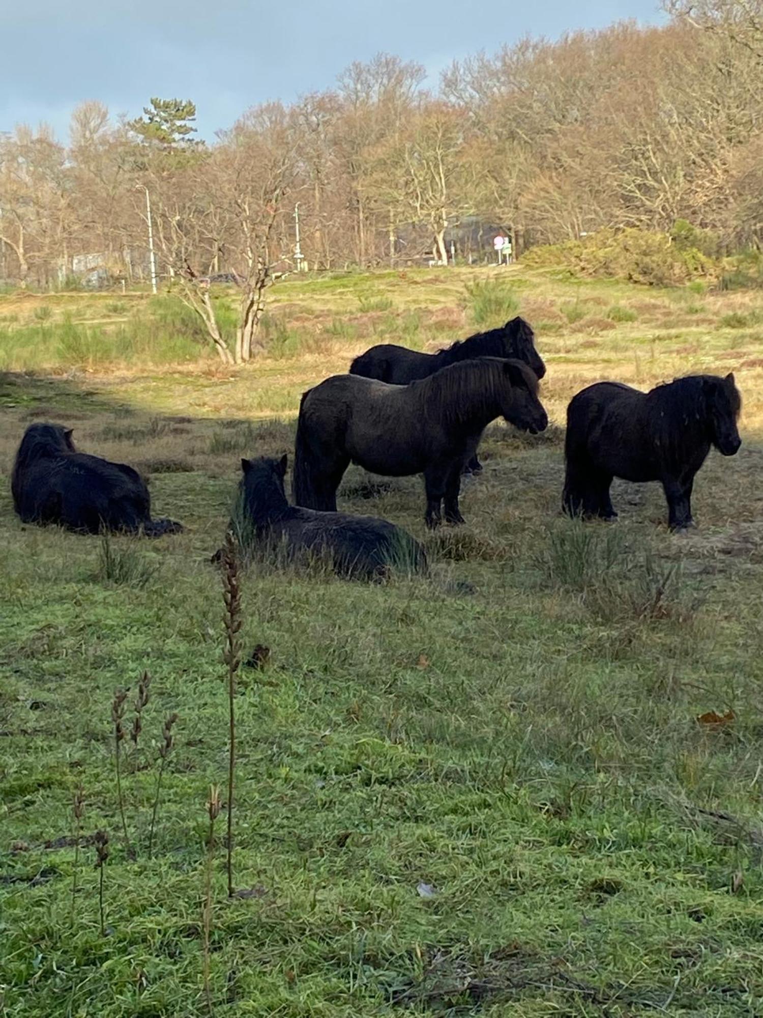 B&B Ereprijs Den Haag Bagian luar foto